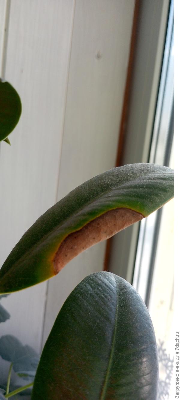 Лист фикуса
