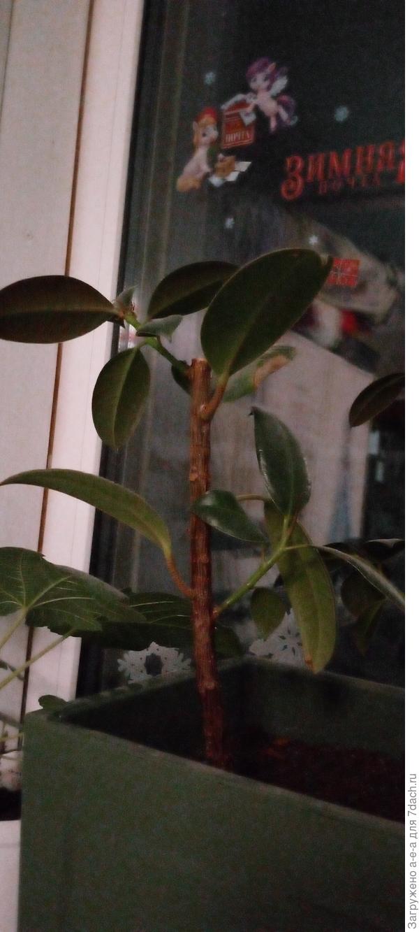 Летом до обрезки верхушки для ветвления такие пятна были тоже. Перелив сильно вряд ли. Я прямо совсем редко поливаю. Иначе желтеют листья. Летом думала, что это ожоги, тк поставила на юго-западной окно.  Но сейчас стоит на северном окне. Получается только проветривание может вредить. Но летом не было сквозняков.