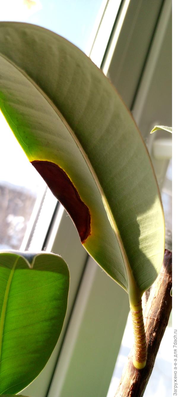 Фикус лист снизу