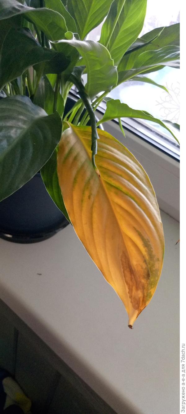 Полностью жёлтый лист спатифиллума