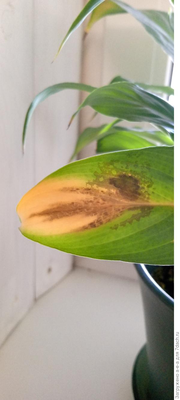 Спатифиллум пятна