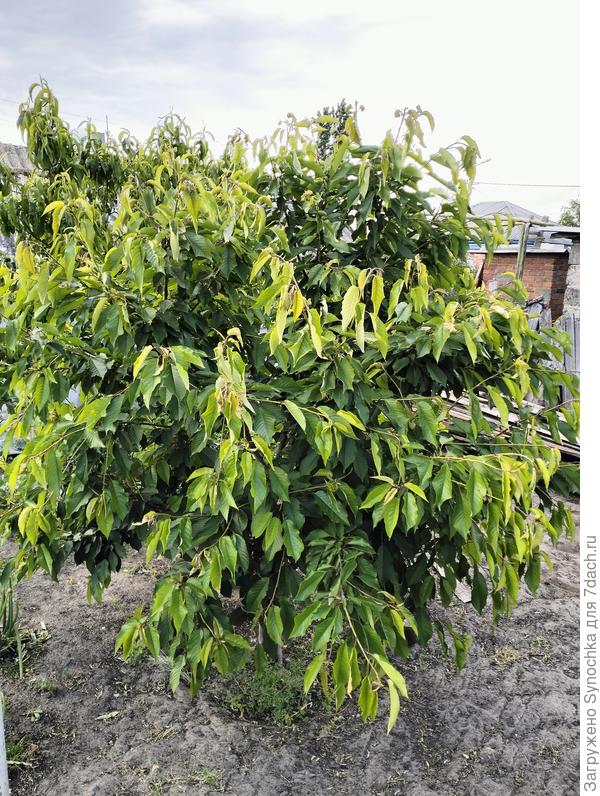 Дерево целиком