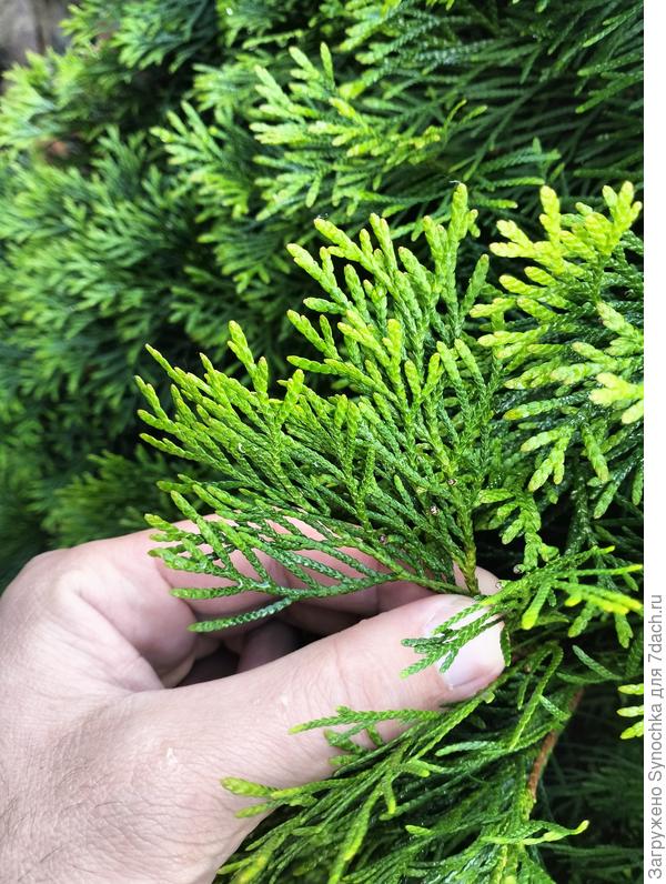 Мелкий "листок" как веер