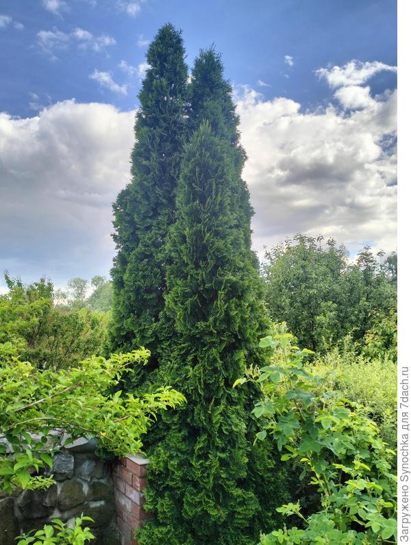 Сами деревья