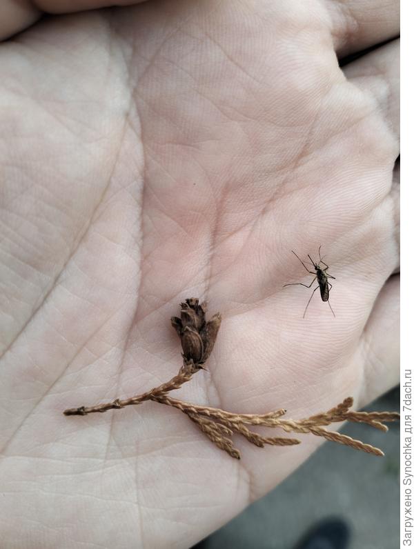 Шишка, ± 1см напоминает цветок розы