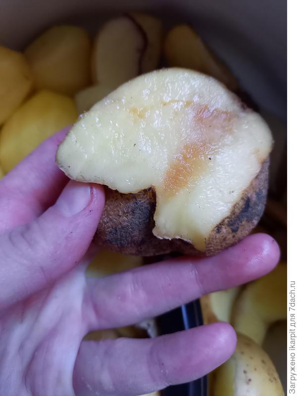 Гниль в клубне