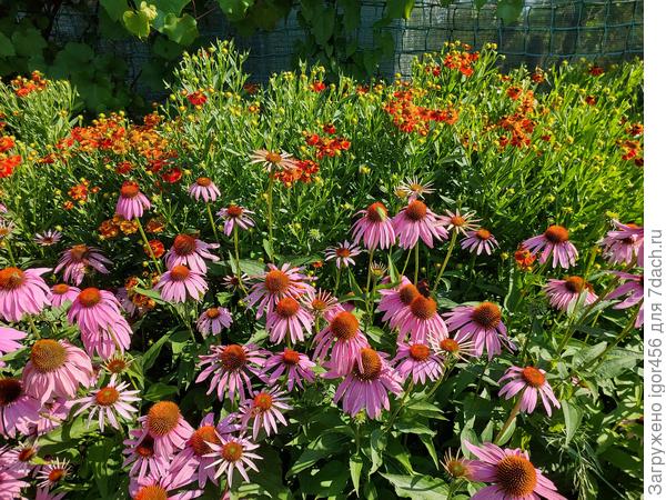 Westerstede в дуэте с эхинацеей - рай для бабочек, шмелей и пчел