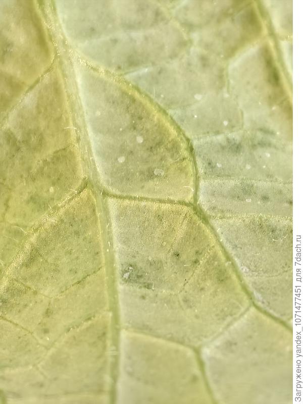 лист огурцов