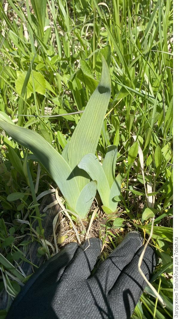 Многолетник