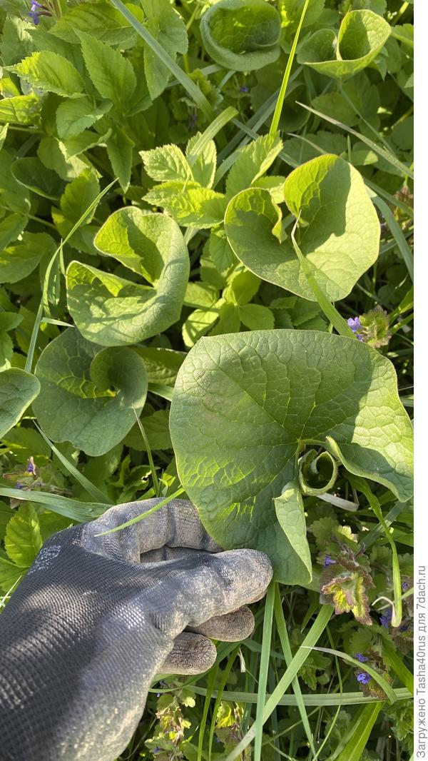 многолетник с одиночными оранжевым цветком с острыми лепестками, некрасивый, но необычный