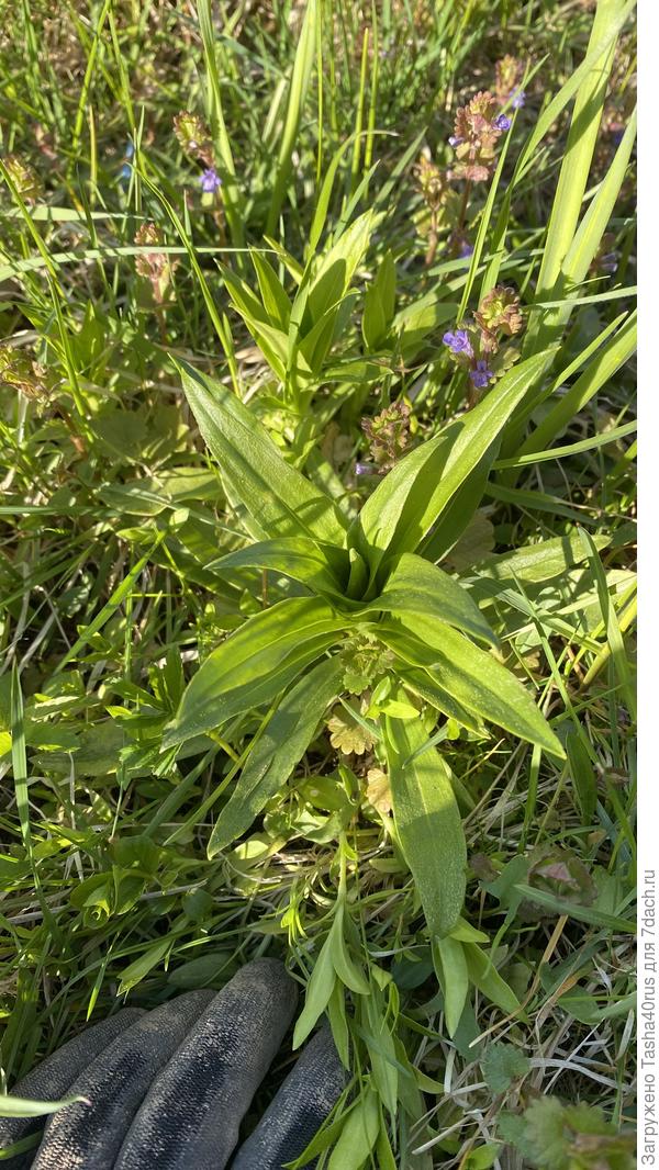 Многолетник