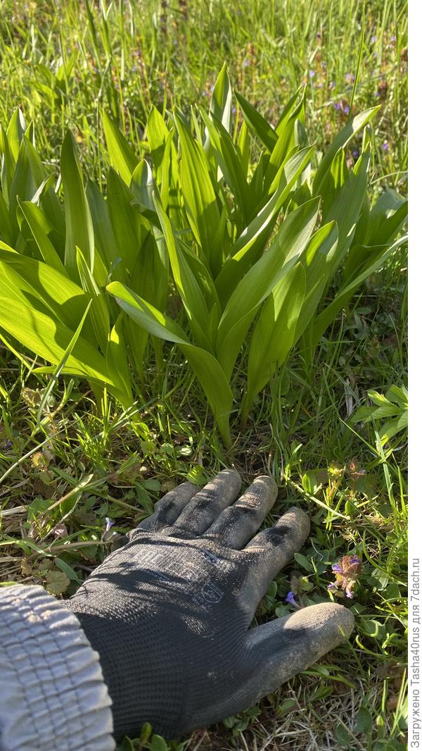 Многолетник