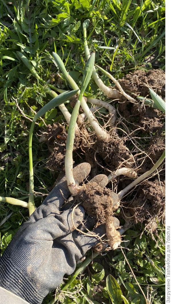 многолетник