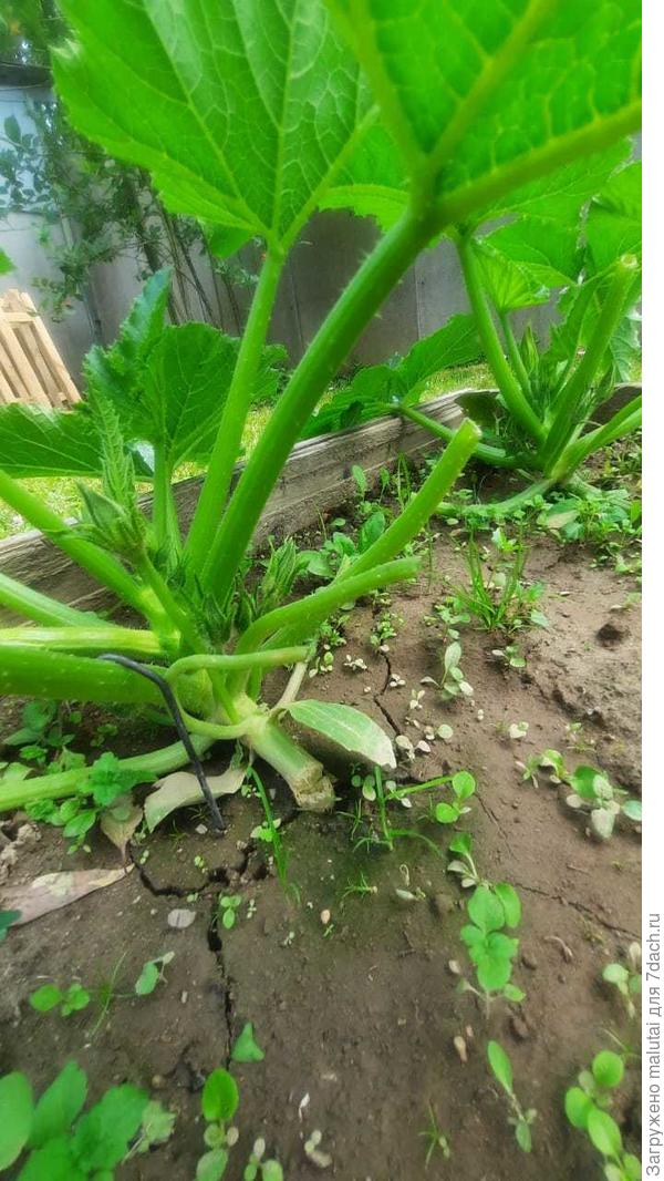 Фото кабачка