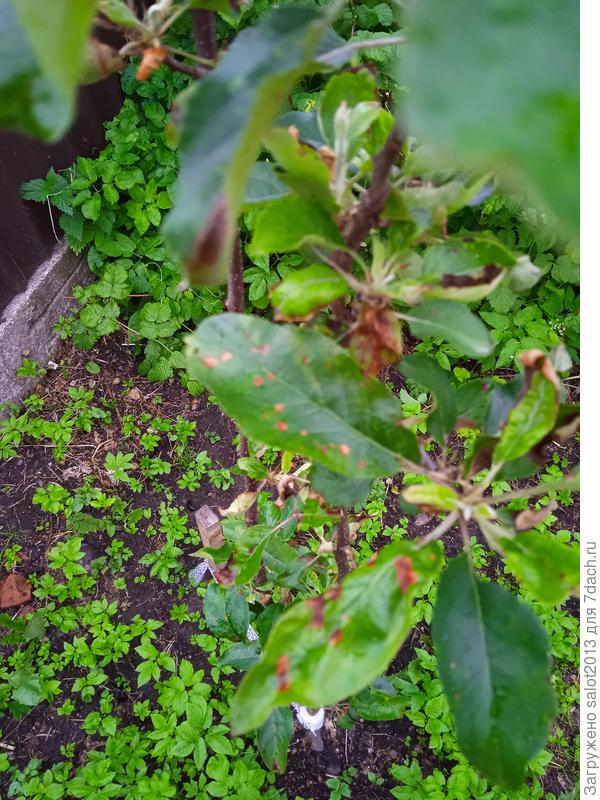 Саженец яблони Гала