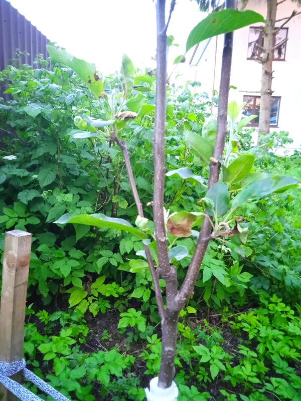 Яблонька Гала