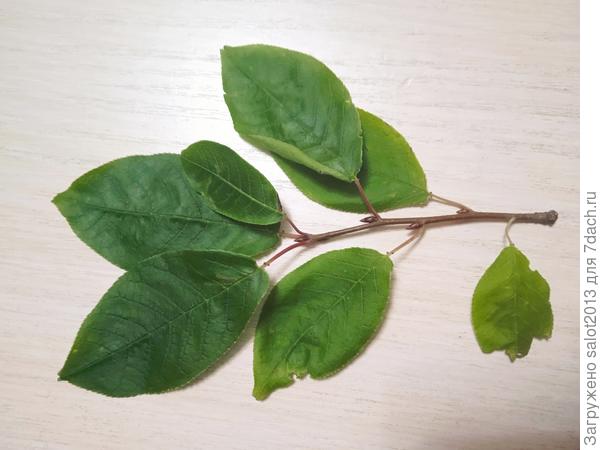 Здравствуйте, это листья черемуи Маака или антипки? И можно ли на черемуху Маака прививать черешню?