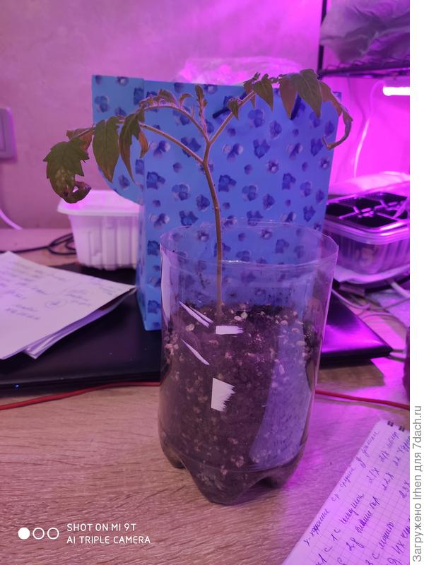 И вот такой ещё. Есть совсем маленькие см по 4 ростом. Стоят бодры, веселы но не растут и не толстеют. Что делать?