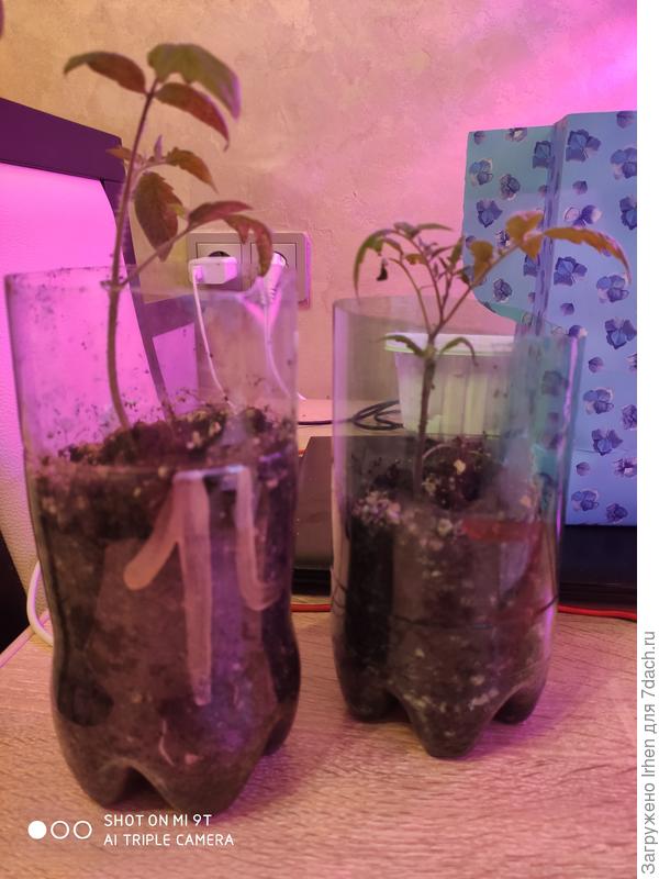 Из той же серии стройняшек