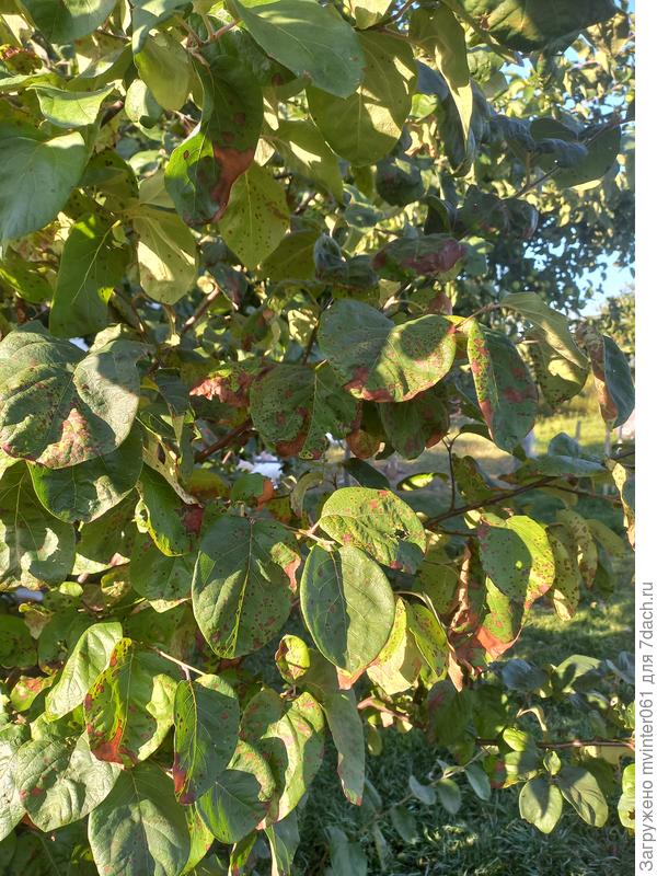 Подскажите,что с деревом,весной обрабатывали бордосской жидкостью,в мае обработали икрой от вредителей,а теперь вот такие листья