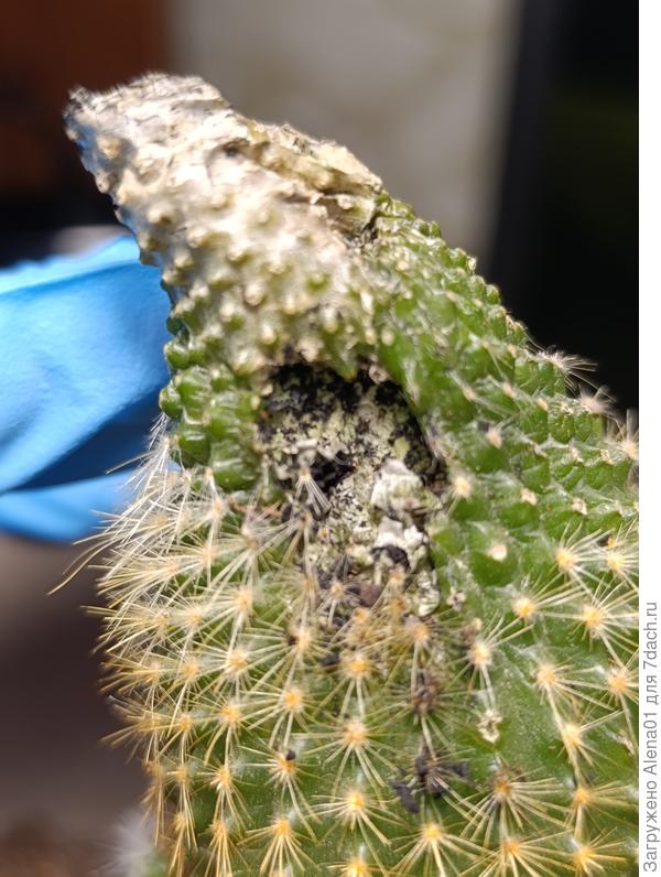 Вместе с раной наверху он получил вот такую дырку, она также была обработана и сейчас засохла