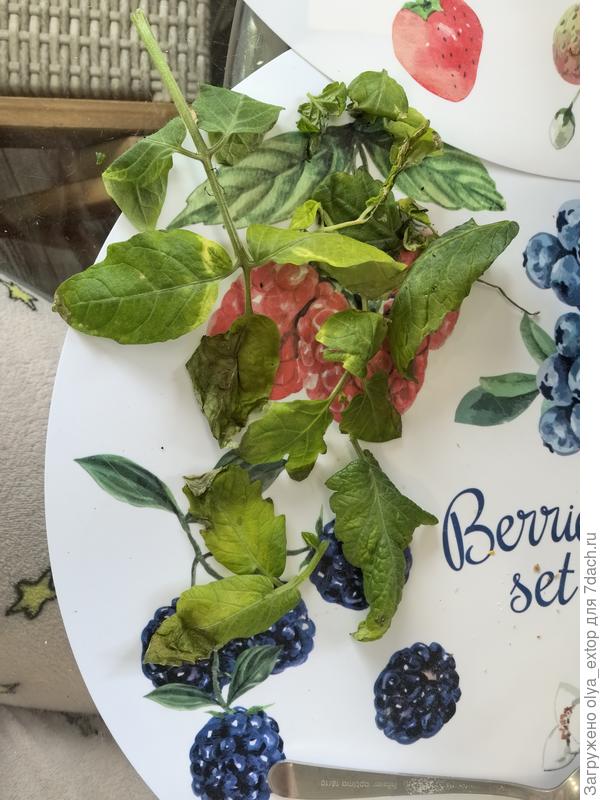 Томат листья