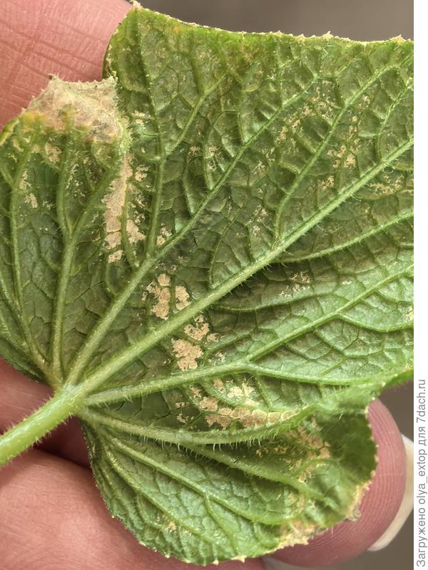 Лист огурца