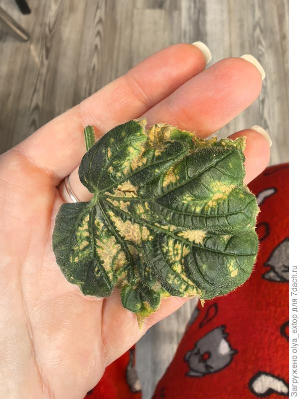 Лист огурца