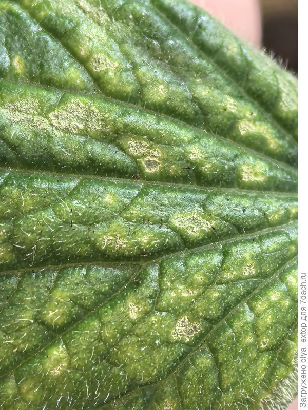 Лист огурца