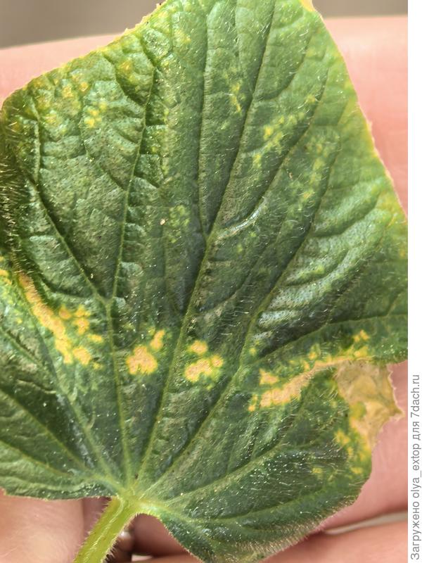 Лист огурца