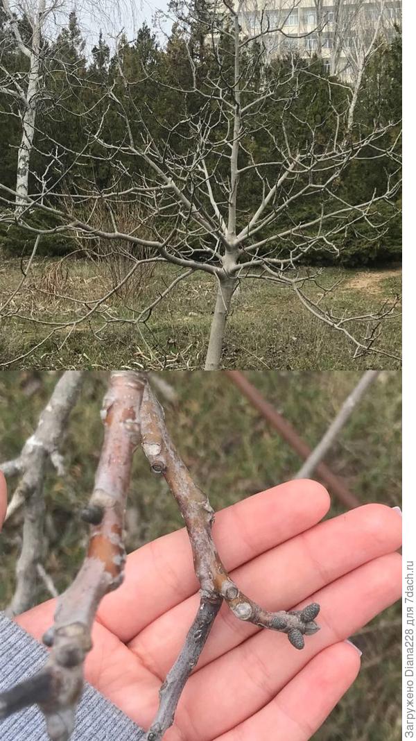 небольшое дерево, сфотографировала зимой, сейчас не могу его найти, но очень интересно узнать что за растение, подскажите пожалуйста))