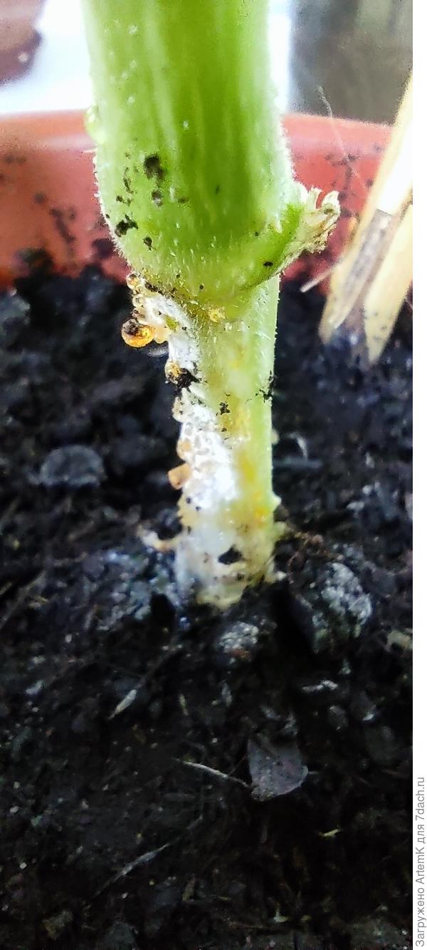 Непонятное выделение на стволе