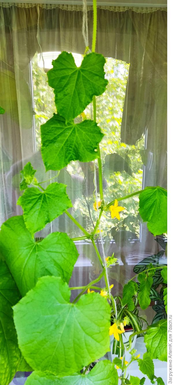 Вот сам огурчик. На вид здоровенький.