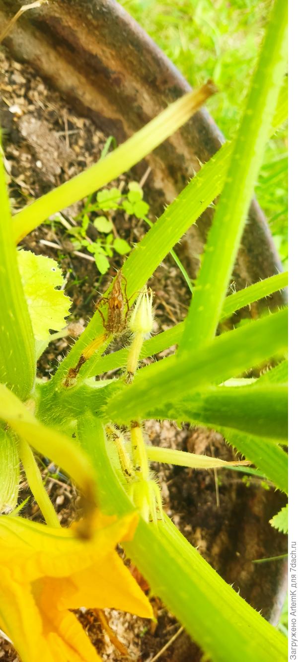 Так же и совсем маленькие