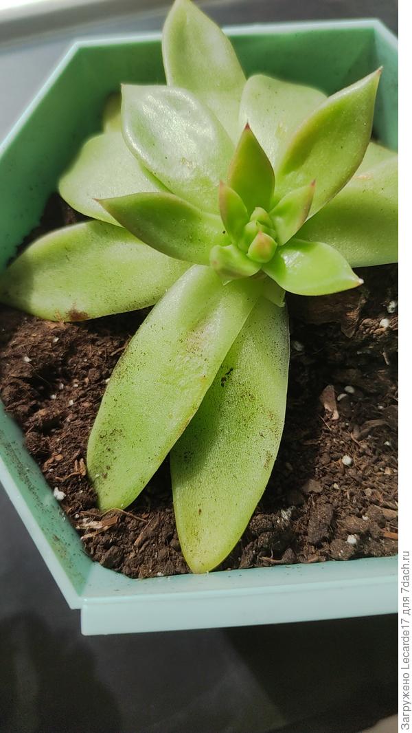 Больной суккулент.