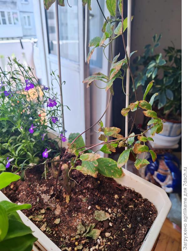 Первые семядольные  листья совсем зачахли и  часть часть первых настоящих листье высохла в труху.