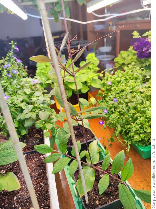 Ещё не пересаженные растения