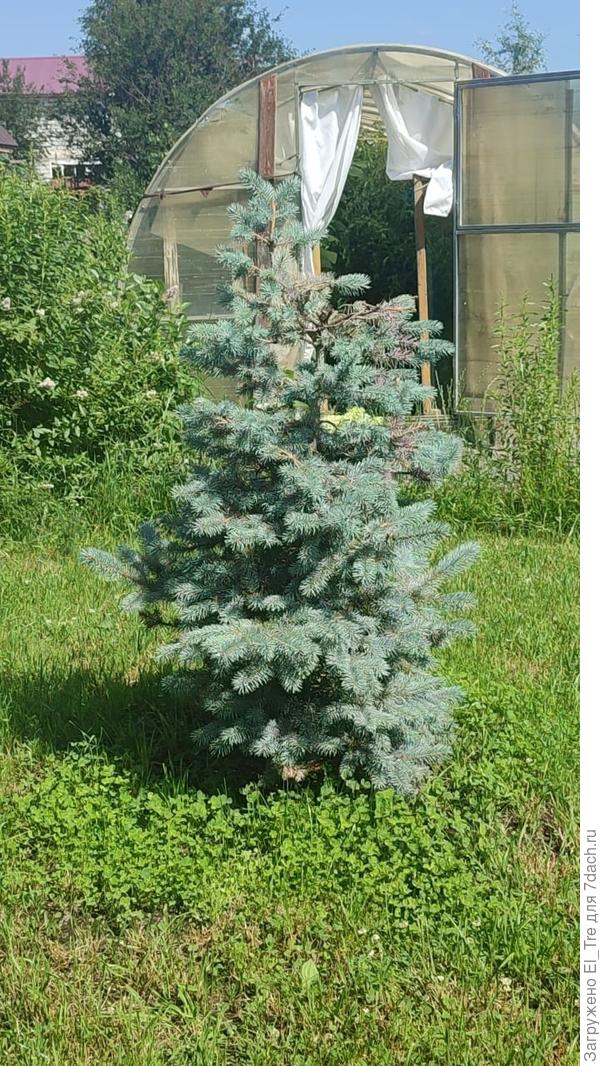 Восстановившаяся голубая ель в начале июля.