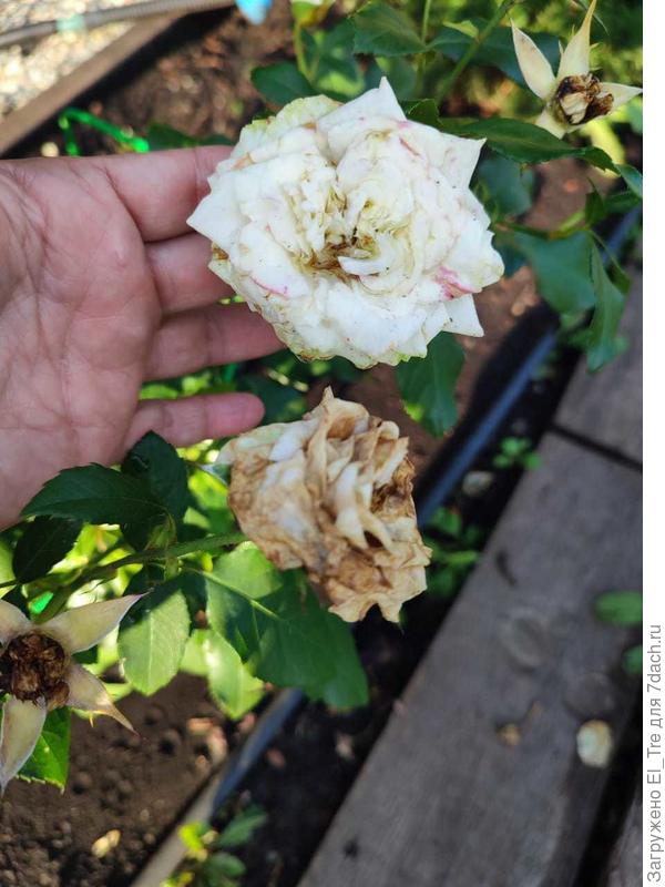 «Некраснеющий» цветок розы Дабл Делайт.