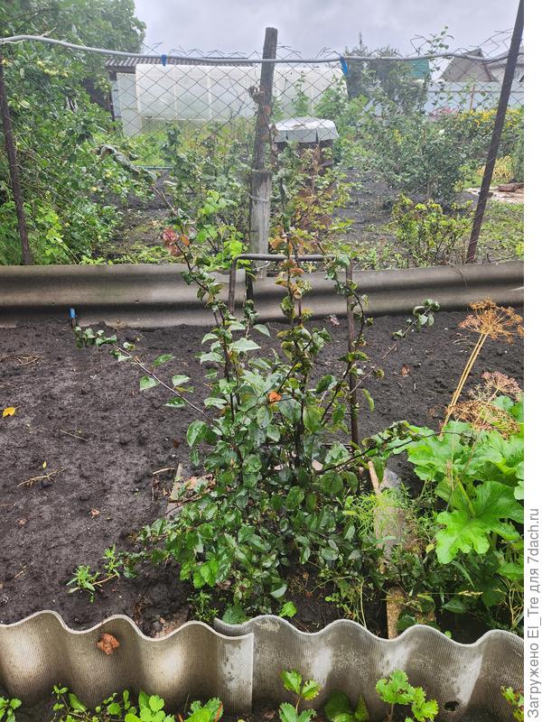 Вторая «темнолистная» яблоня неизвестного сорта