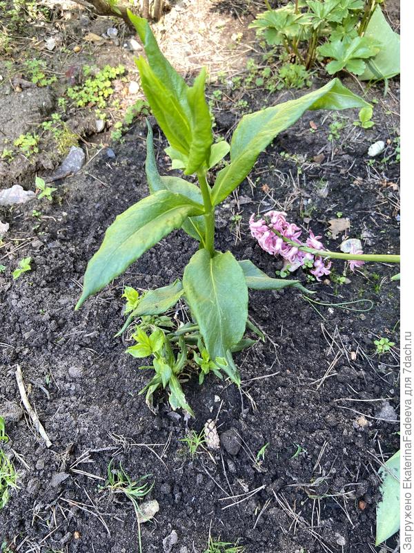 Флокс метельчатый Пина Колада