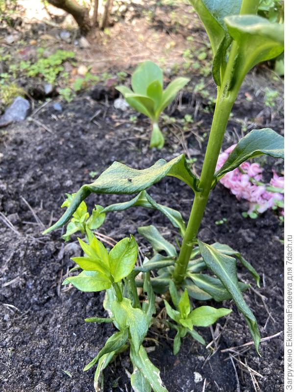 Флокс метельчатый Пина Колада