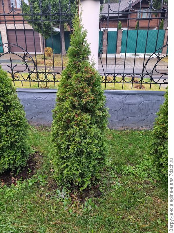 Общий вид туи