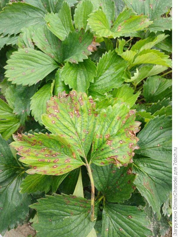 заболевание клубники