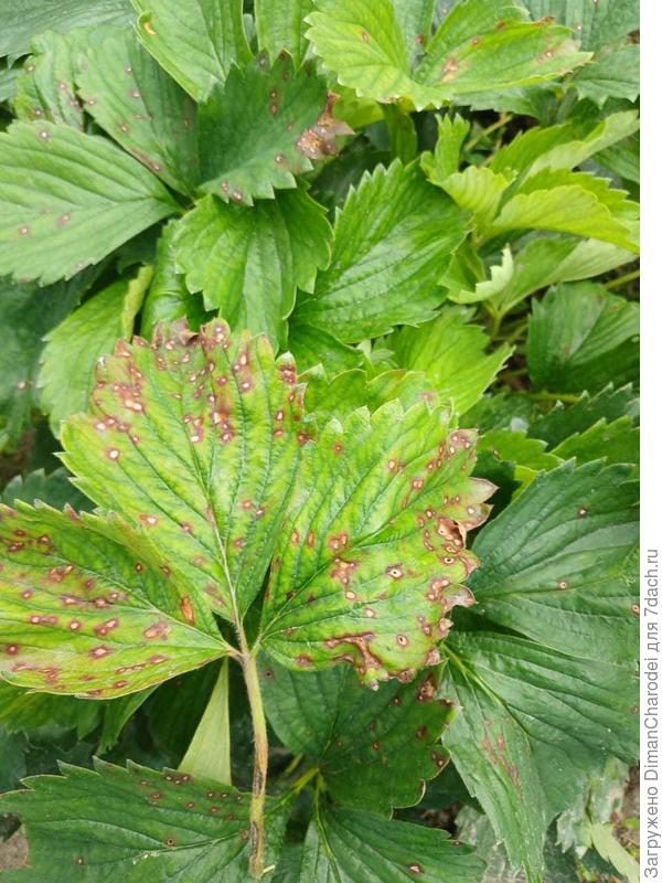заболевание клубники