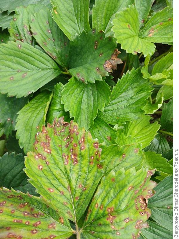 заболевание клубники