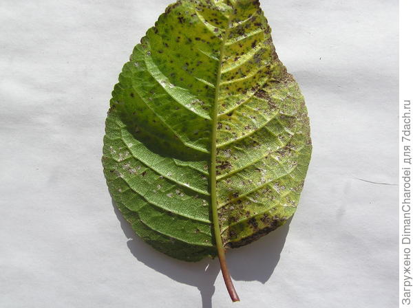 Что с листьями вишен и черешен в июле