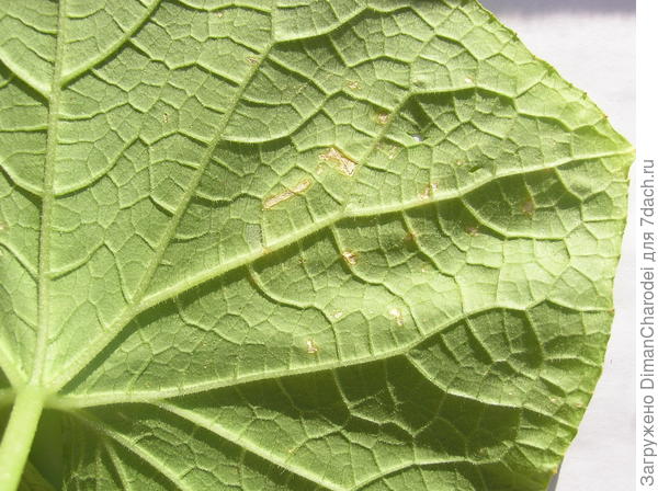 Болезнь огурцов