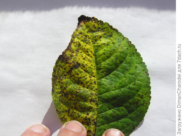 Что с листьями вишен и черешен в июле