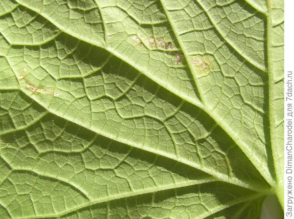 Болезнь огурцов